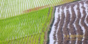 רכישת קרקע חקלאית להשקעה א.ב מוראנו קרקעות למכירה