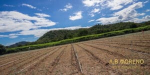 מגרשים חקלאיים למכירה א.ב מוראנו קרקעות למכירה