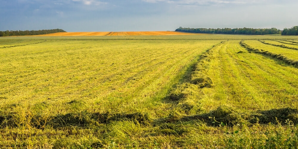 מה אתם צריכים לדעת על זכויות בקרקע חקלאית